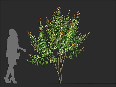 Green Leafy Shrub With Orange Berries And Woman Silhouette In Outdoor Setting 3d model