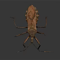 Close Up View Of Brown Insect With Long Legs And Detailed Exoskeleton On Dark Background