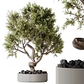 Bonsai Tree With Twisted Trunk Lush Green Foliage And Decorative Black Stones