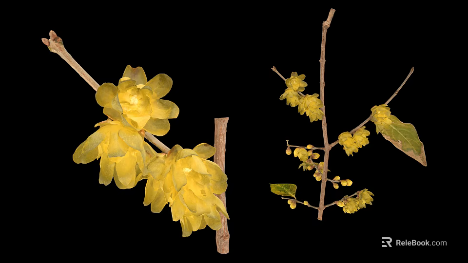 Large And Small Yellow Flowers On Branches With Green Leaves Against Black Background 3d model 