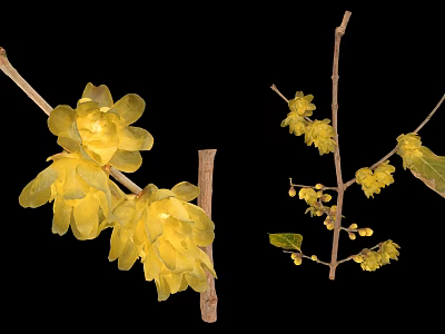Large And Small Yellow Flowers On Branches With Green Leaves Against Black Background 3d model