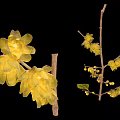 Large And Small Yellow Flowers On Branches With Green Leaves Against Black Background