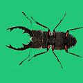 Large Stag Beetle With Prominent Mandibles On Green Screen Background Displaying Intricate Exoskeleton Details