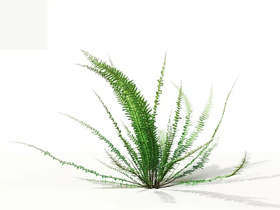 Lush Green Fern Plant With Feathery Leaves In Natural Growth On White Background 3d model