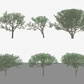 pine conifer trees 3d model