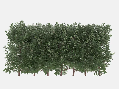 Tall Green Shrubs With Dense Foliage For Garden Landscaping 3d model