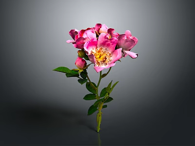 Pink Flowering Plant With Petals Green Stem And Leaves On Gray Background 3d model