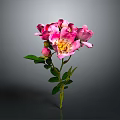 Pink Flowering Plant With Petals Green Stem And Leaves On Gray Background