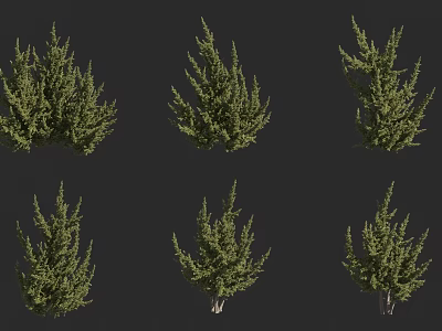 Different Types Of Green Shrubs With Leafy Foliage For Landscape Design 3d model