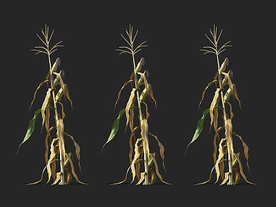 Three Corn Plants With Green Leaves And Yellow Cobs On Black Background 3d model