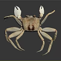 Aquatic Brown Crab with White Claws Brown Shell and Long Legs 3d model