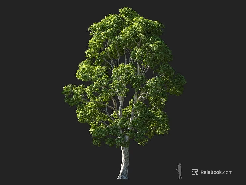 Tall Arbor With Lush Green Foliage And Straight Trunk Against Dark Background 3d model 