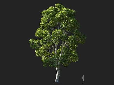 Tall Arbor With Lush Green Foliage And Straight Trunk Against Dark Background 3d model