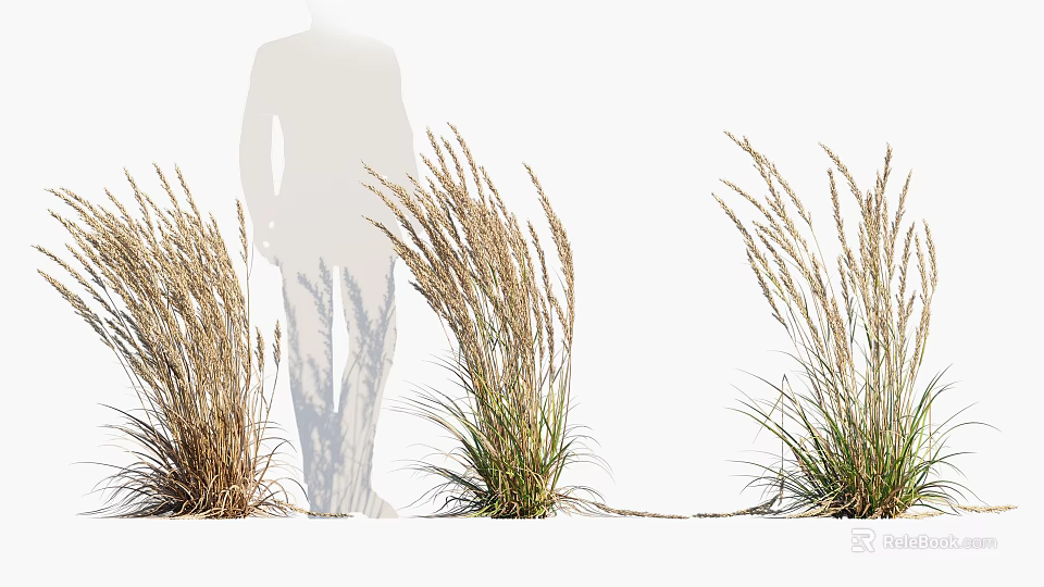 Ornamental Grass Clumps Growing Outdoors With Silhouette Figure And Natural Foliage 3d model 
