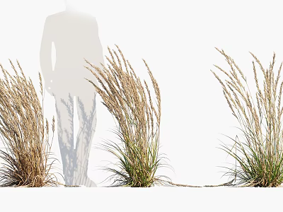 Ornamental Grass Clumps Growing Outdoors With Silhouette Figure And Natural Foliage 3d model