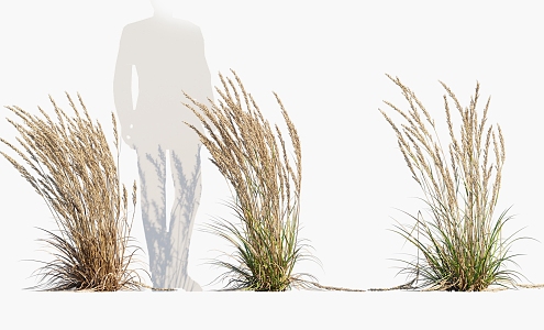 flowers, grass, thatch, reed 3d model