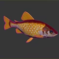 Colorful Aquatic Fish with Red Yellow Body White Spots Orange Fins Tail Dark Background Reflection