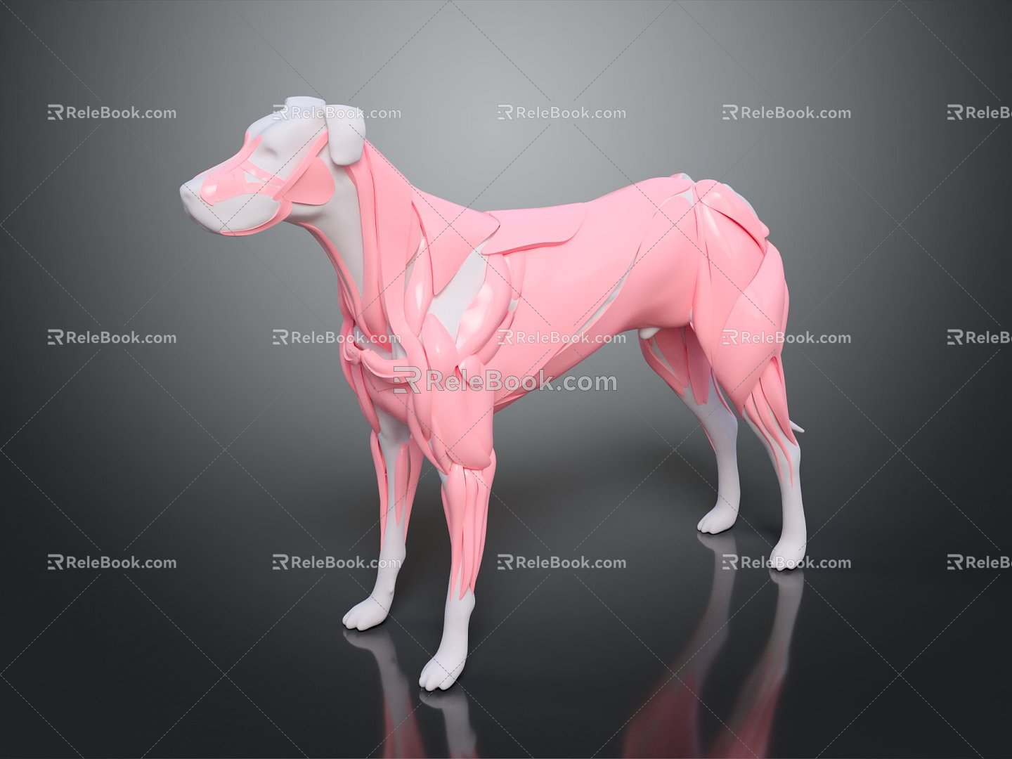 Modern Dog Muscles 3d model