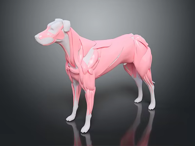 Medical Device Anatomical Model Displaying Canine Muscle Structure for Veterinary Education 3d model