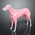 Medical Device Anatomical Model Displaying Canine Muscle Structure for Veterinary Education