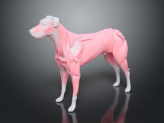 Modern Dog Muscles 3d model