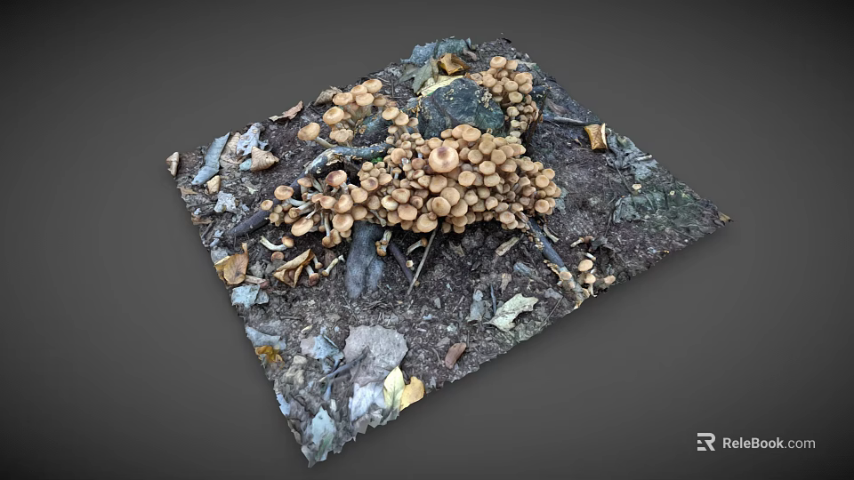 Organic Fresh Mushrooms Vegetable Growing in Natural Soil with Fallen Leaves Around 3d model 
