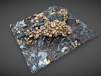 Organic Fresh Mushrooms Vegetable Growing in Natural Soil with Fallen Leaves Around 3d model