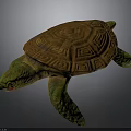 Brown Shell Turtle With Geometric Patterns Green Head And Limbs On Gray Background