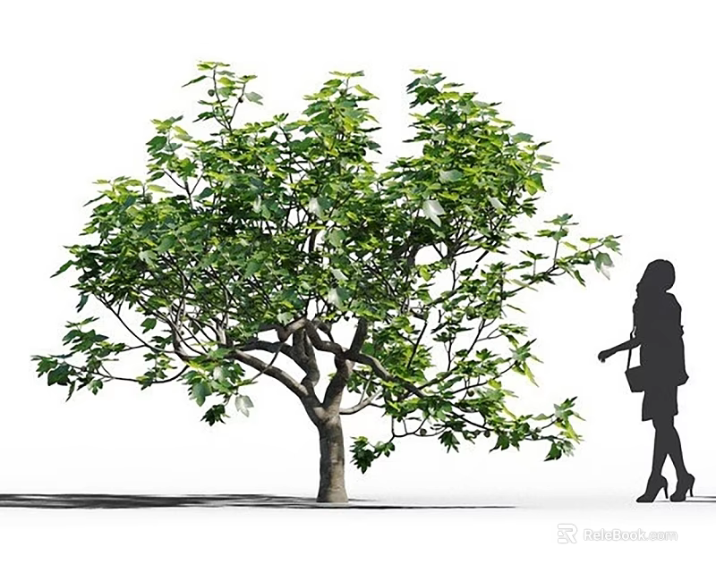 Arbor with Thick Trunk and Lush Green Leaves Near Woman Silhouette in White Background 3d model 