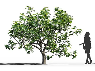 Arbor with Thick Trunk and Lush Green Leaves Near Woman Silhouette in White Background 3d model