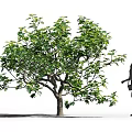 Arbor with Thick Trunk and Lush Green Leaves Near Woman Silhouette in White Background