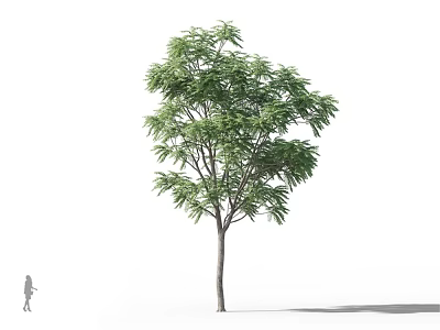 Tall Lush Green Tree with Dense Foliage and a Person for Scale 3d model