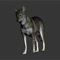 Realistic 3D Model of Wolf Dog Standing on Dark Background With Reflection 3d model