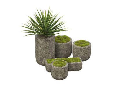 Potted Bonsai Plants With Gray Textured Pots Various Sizes And Green Moss Top 3d model
