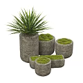 Potted Bonsai Plants With Gray Textured Pots Various Sizes And Green Moss Top