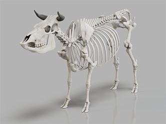 modern skeleton cow skeleton 3d model