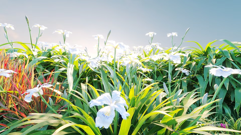 White Iris Flowers Blooming In Green Grass With Blue Sky And Sunlight 3d model 
