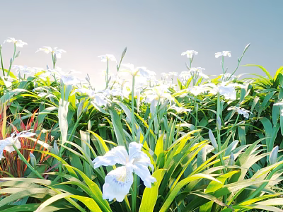 White Iris Flowers Blooming In Green Grass With Blue Sky And Sunlight 3d model