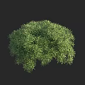 Green Lush Bush With Small Leaves In Rounded Shape On Black Background 3d model