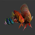 Vibrant Colorful Tropical Fish In Red Orange Blue Purple Swimming On Dark Background With Reflection