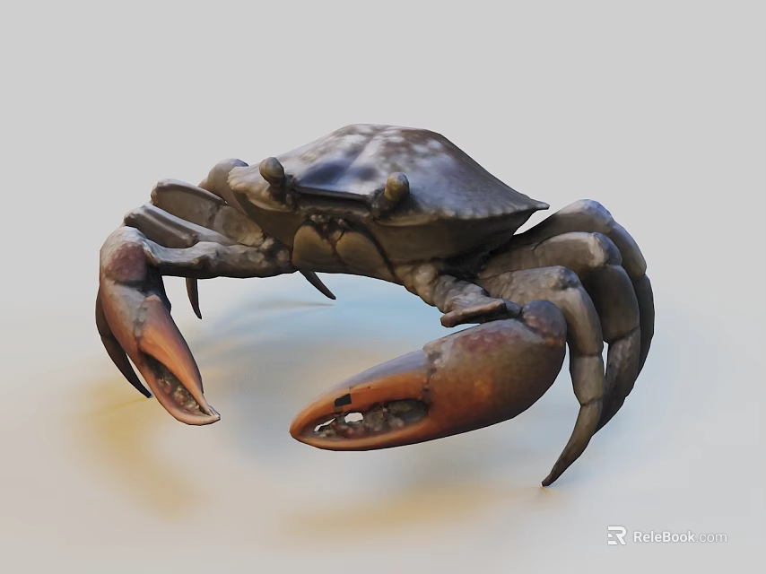 Detailed Marine Crab With Large Claws And Natural Shell Texture In Underwater Scene 3d model 