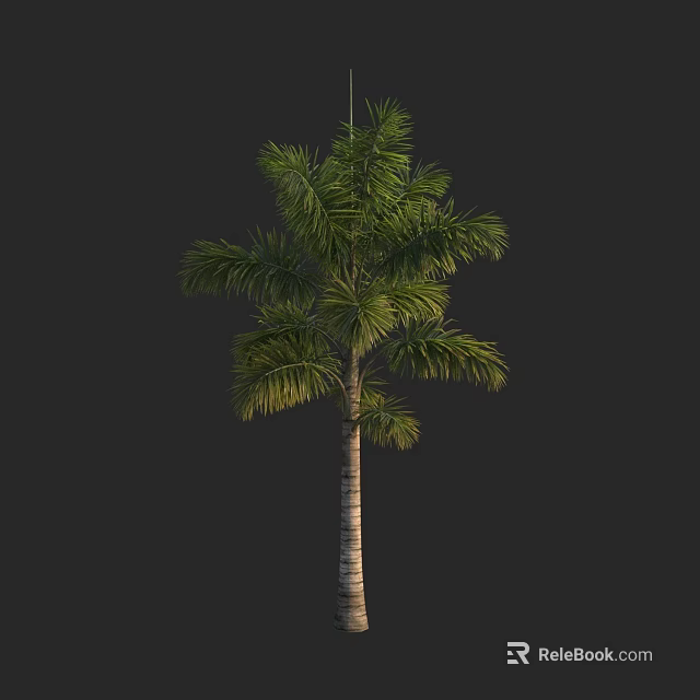 Tall Tropical Palm Tree With Slender Trunk And Lush Green Fronds 3d model 