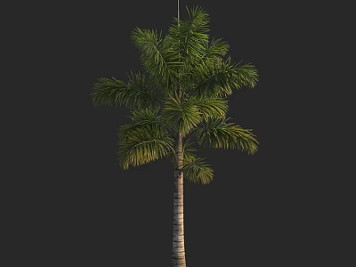 Tall Tropical Palm Tree With Slender Trunk And Lush Green Fronds 3d model