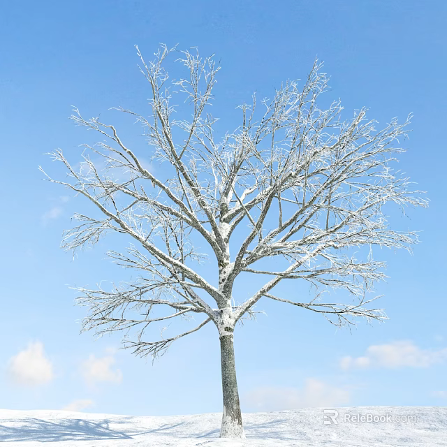 Tall Leafless Tree With Snow Covered Branches Against Blue Sky And White Clouds 3d model 