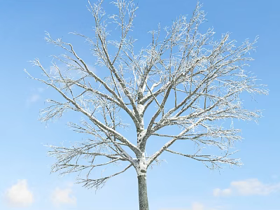 Tall Leafless Tree With Snow Covered Branches Against Blue Sky And White Clouds 3d model