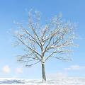Tall Leafless Tree With Snow Covered Branches Against Blue Sky And White Clouds