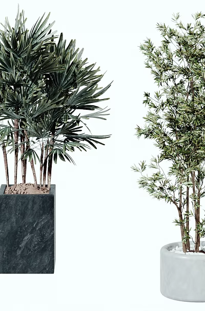 Indoor Decorative Bonsai Potted Plants with Black Square Marble and White Cylindrical Cement Pots 3d model