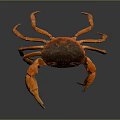 Orange Aquatic Crab With Large Claws Detailed Legs On Smooth Surface And Clear Reflection