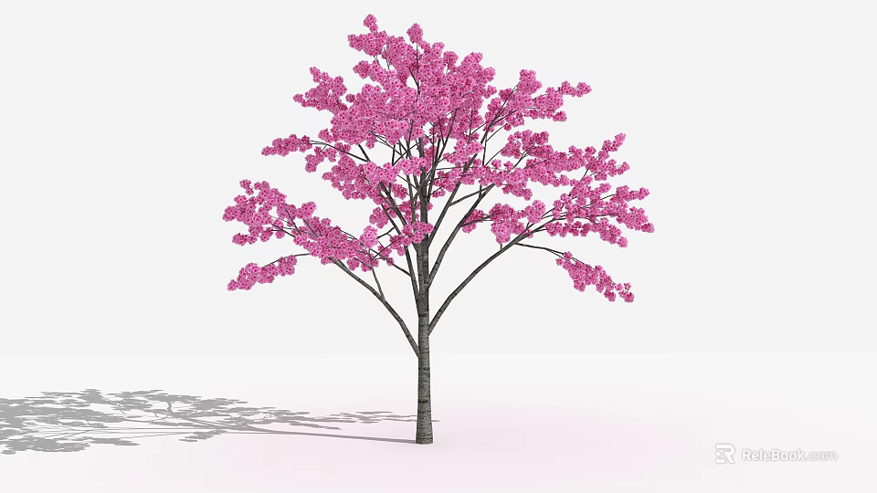 Pink Flowering Arbor With Dark Trunk Branches And Shadow On White Background 3d model 
