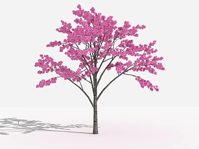 Pink Flowering Arbor With Dark Trunk Branches And Shadow On White Background 3d model